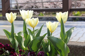 道端の花壇に咲いた白いチューリップ