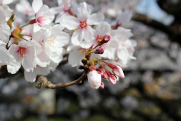 桜の花びらと小さなツボミ