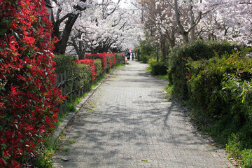 晴れた日の桜並木の散歩道