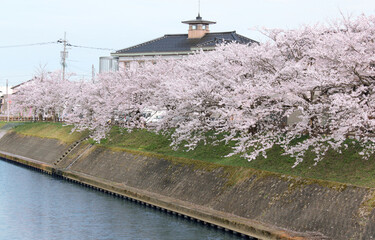 鮮やかに咲いた川縁の桜の花