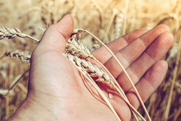 Plakat Wheat ears in the hand of the farmer. Rye in the field before harvesting.