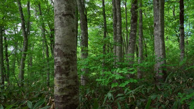 緑の葉が生い茂るブナの原生林
