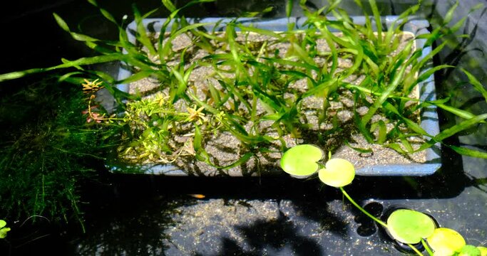 涼しい夏のビオトープ