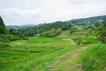 田植えが終わった棚田