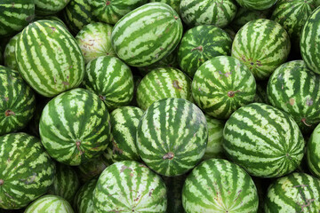 Ripe watermelons of the new harvest are sold in the bazaar 