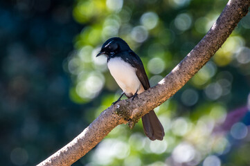 Williw Wagtail in a tree with bokeh