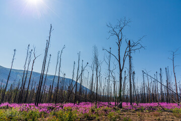 Stunning pink, purple Fireweed flowers in full bloom during summer time in northern Canada, Yukon Territory with bright blue sky and burnt trees after forest fire. 