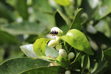 ladybird on a leaf