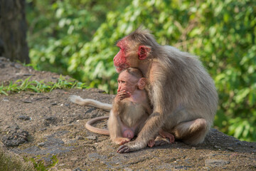 Mother and child monkey sitting on the wall