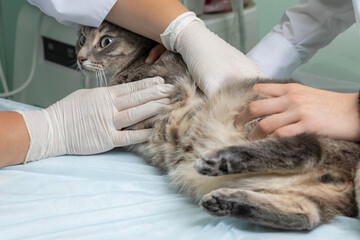 The veterinarian examines the abdominal cavity of the cat on the medical table. Reception at the veterinary clinic. soft focus