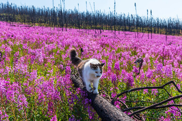 Fluffy black and white pet cat walking through a field over burnt trees with purple, pink wild flowers. Green, natural themed shot of landscape and animal. 