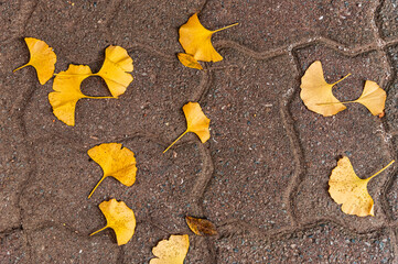 Beautiful and lonely autumn leaves