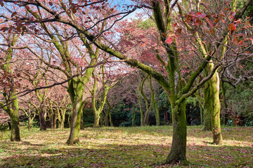 Naklejka premium Mossy sakura trees in the Japanese autumn park. Tokyo. Japan