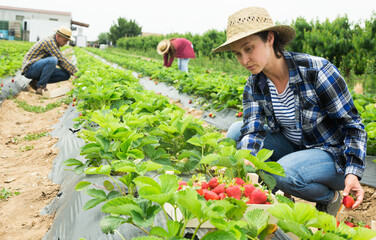 Middle aged woman farm worker harvesting organic strawberry at a field on a sunny day