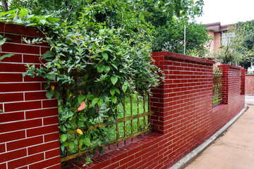 red brick wall with ivy