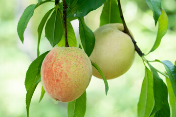 Orchard, sweet juicy fruit, honey peach.