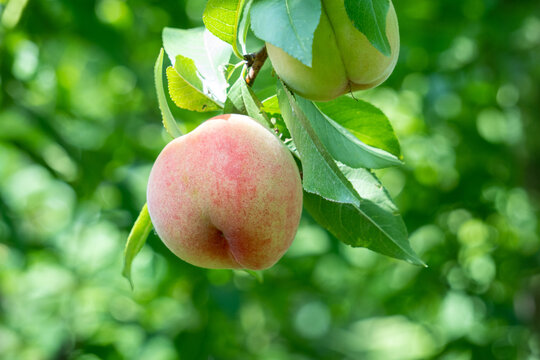 Orchard, sweet juicy fruit, honey peach.