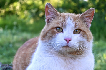 A homeless lone red and white young cat poses for a portrait outdoors in the yard after hunting. Selective focus.