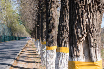 A row of green poplar trees beside a country road