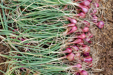 Organic red onion plant after harvested from the farm