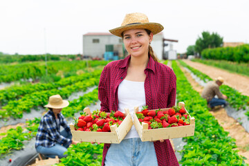 Young adult woman farmer posing with harvest of strawberry at farm