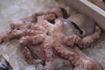 Obraz premium Polvo / Pescado