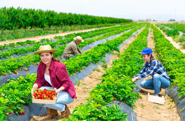 Successful young female farmer gathering crop of strawberries on farm field in summer, showing...