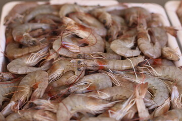 Camarão Fresco / Pescado