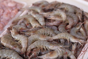 Camarão Fresco / Pescado