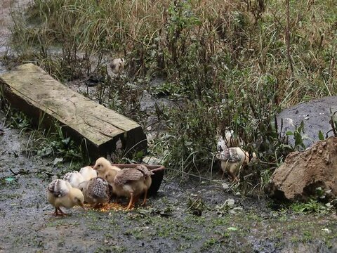 Pollitos Aliment&aacute;ndose - Per&uacute; 