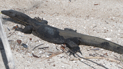 Monitor Lizard in sand, and he staring at you 