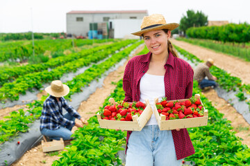 Female owner plantation harvesting ripe strawberry on farm field