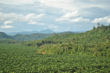 Fototapeta na wymiar Palm Oil and Forest