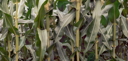 Tekstura liści, pędów dojrzewającej kukurydzy. © Janusz