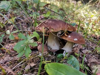 mushrooms in the forest