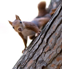 squirrel on a tree