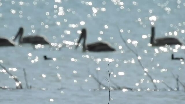 Birds Move In The Lake
