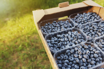 Senior man hands holding box with fresh cultivated blueberry