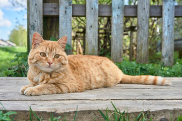 a red-haired cat is lying on a wooden bridge