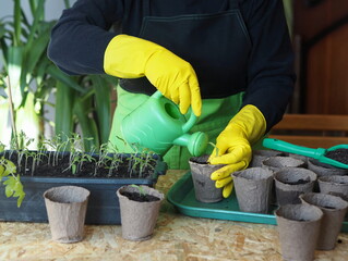 A woman transplants small tomato seedlings into peat cups. Spring preparatory agricultural work is...