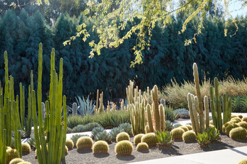 Cactus garden with a variety of cactus and the sun back lighting the plants © Jill Greer
