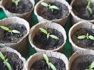 Seated small sprouts of tomatoes in peat cups.Spring agricultural preparatory work.