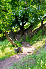 a summer dirt path in the park passes between trees and a large rose hip bush