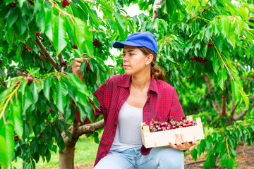 Focused girl farmer working in a fruit nursery plucks cherries, putting fruit in a crate.