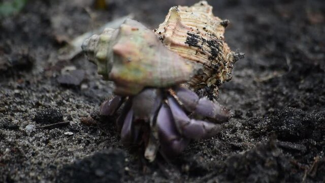 Male Small hermit crab tries to lure a female from its shell
