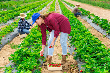 Young adult farm workers gathering harvest of ripe strawberry at farm