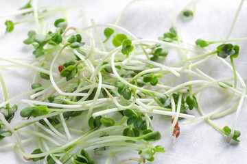 Fresh micro green on light fabric, closeup