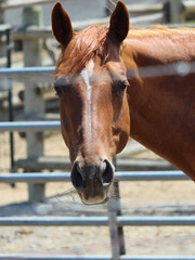Fototapeta premium portrait of a horse