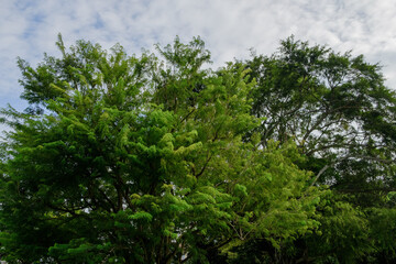 trees in the forest