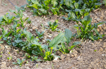 Close-up of spinach grown in a vegetable garden in spring